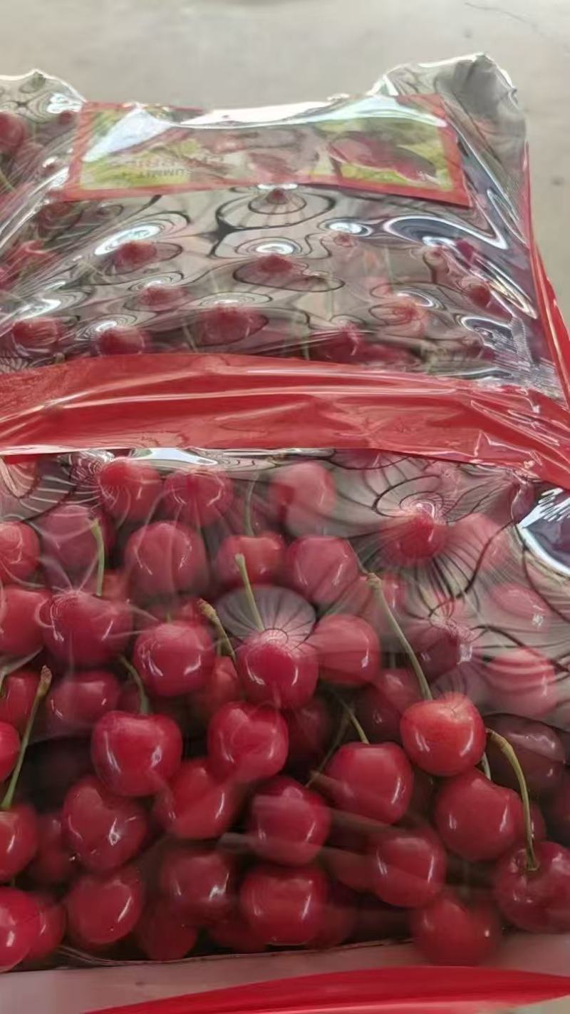 沂源露天大樱桃