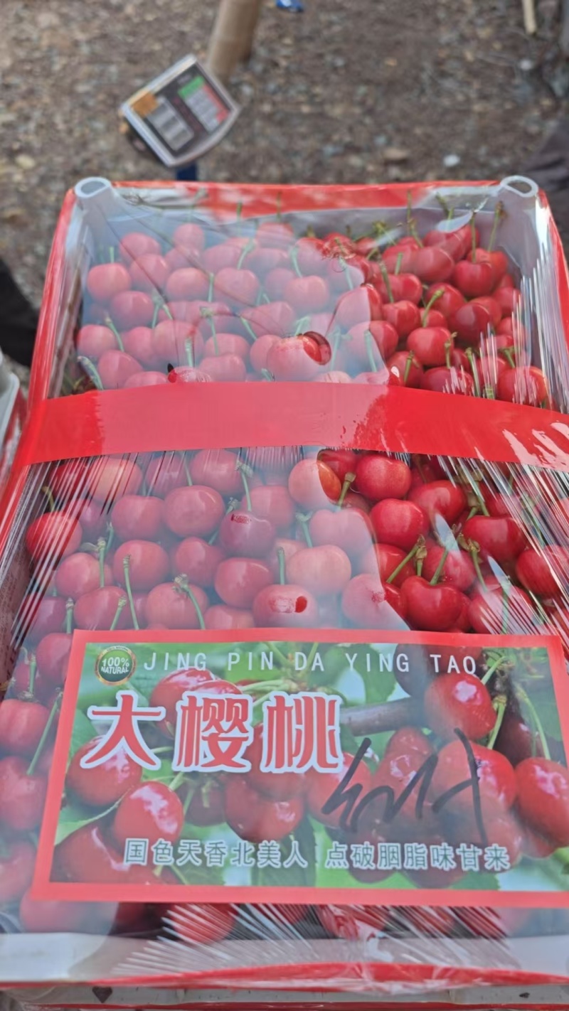 沂源露天大樱桃