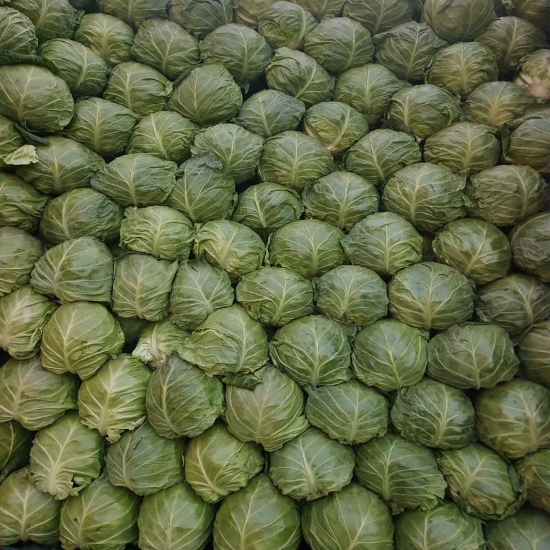 甘蓝圆包菜产地直发一手货源，万亩蔬菜基地