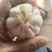 莘县青苗蒜，大量供应，代发全国各地，需要的下单