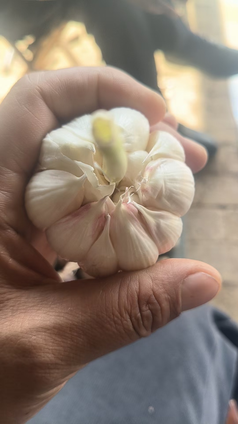 莘县青苗蒜，大量供应，代发全国各地，需要的下单