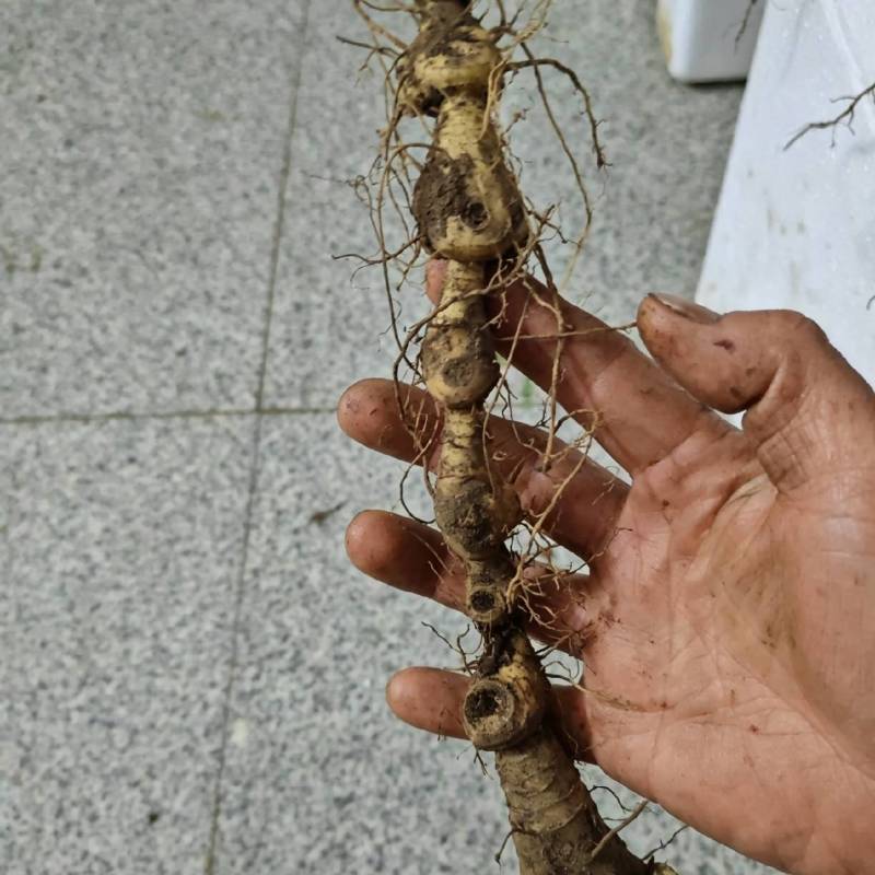 大别山马鞭黄精长条的，规格可选，也生货！