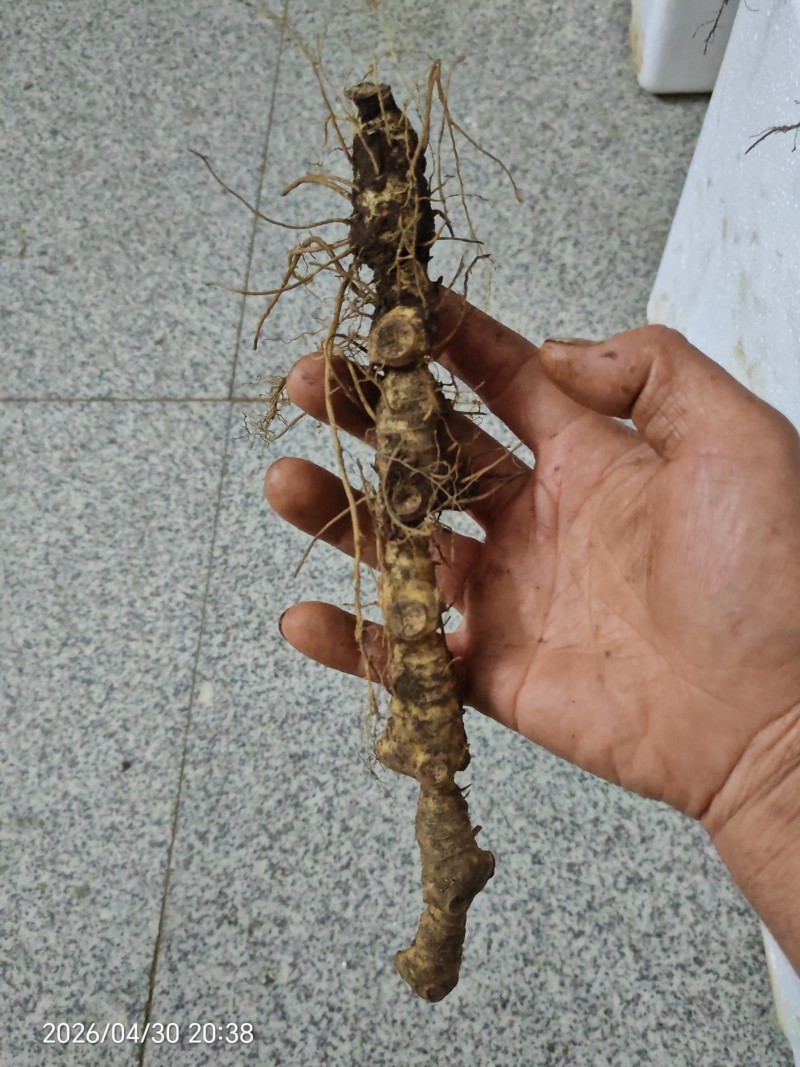 大别山马鞭黄精长条的，规格可选，也生货！