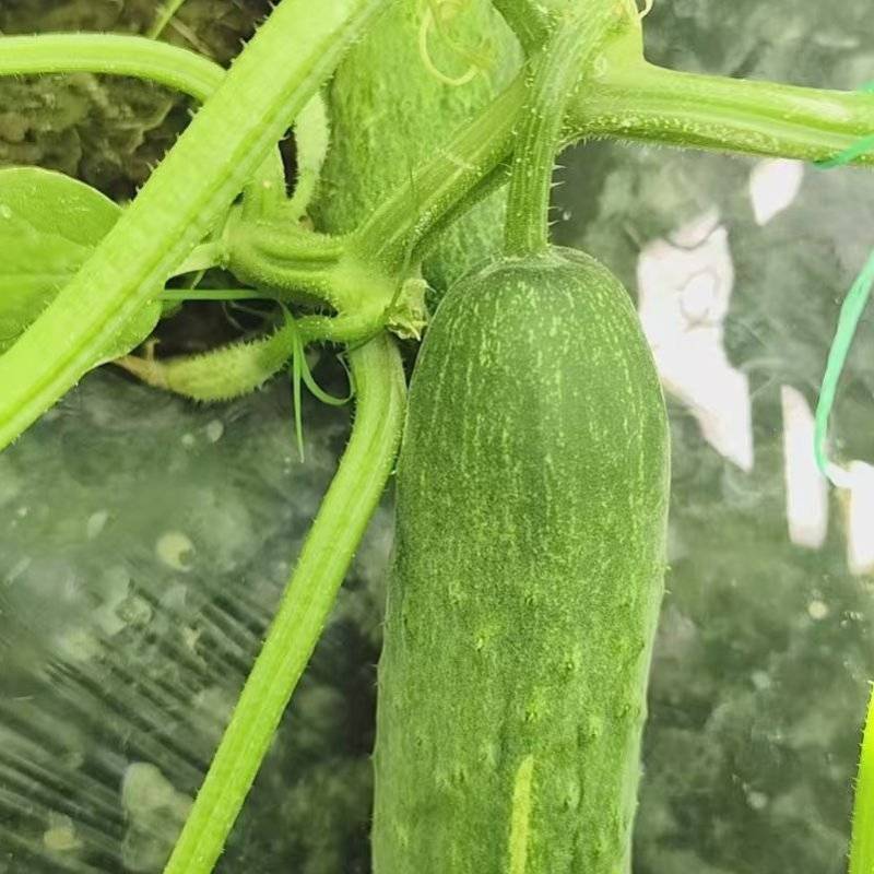 燕北2号黄瓜大量上市，价格美丽
