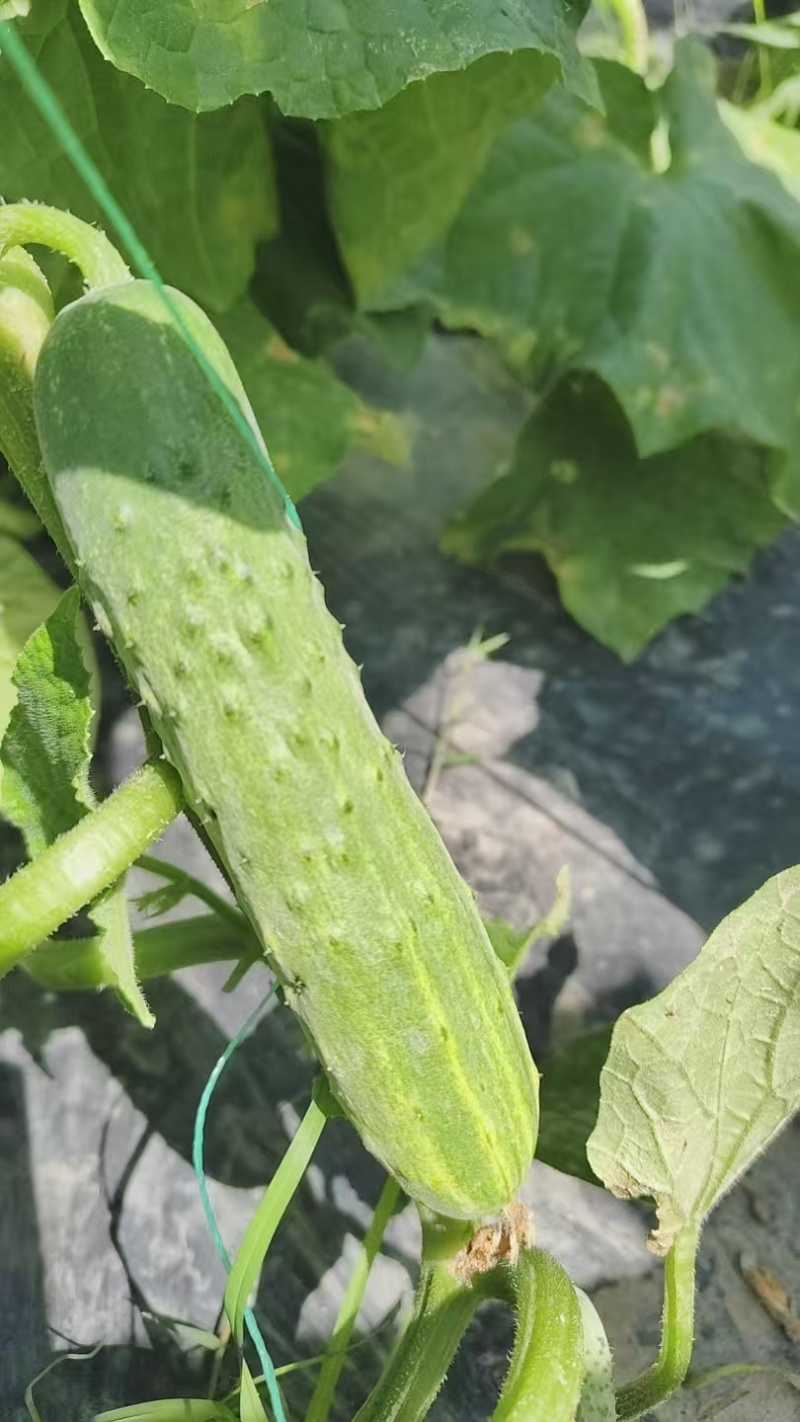 燕北2号黄瓜大量上市，价格美丽