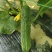 燕北2号黄瓜大量上市，价格美丽