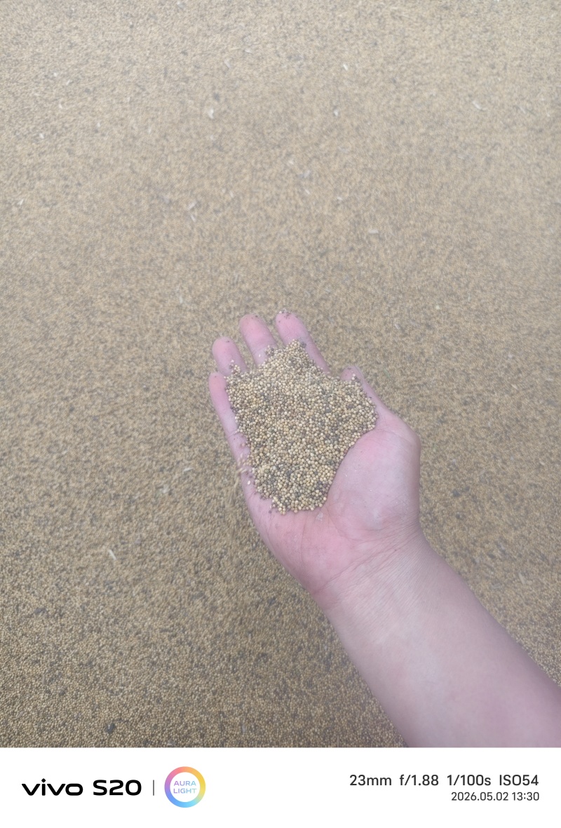 烘干的油菜籽