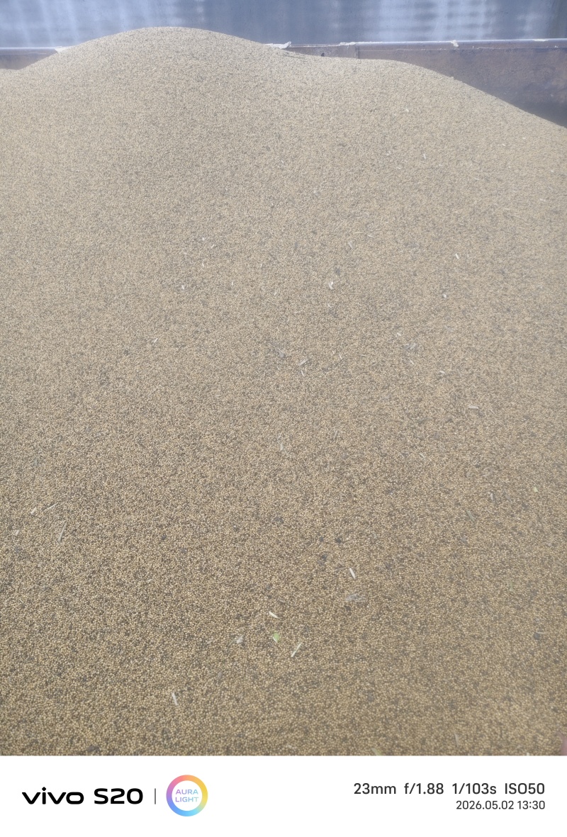 烘干的油菜籽