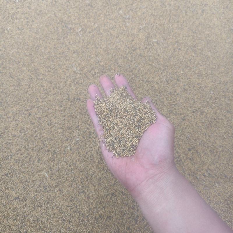 烘干的油菜籽