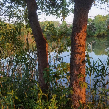香樟树
