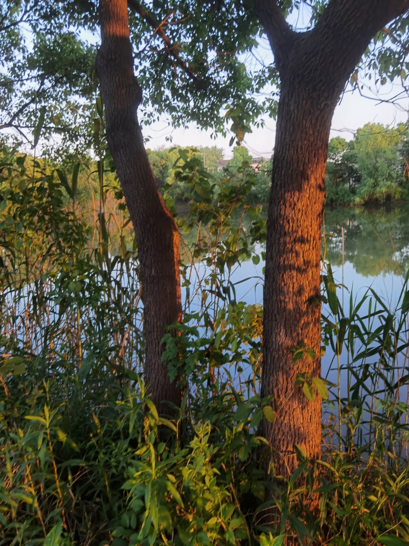 香樟树