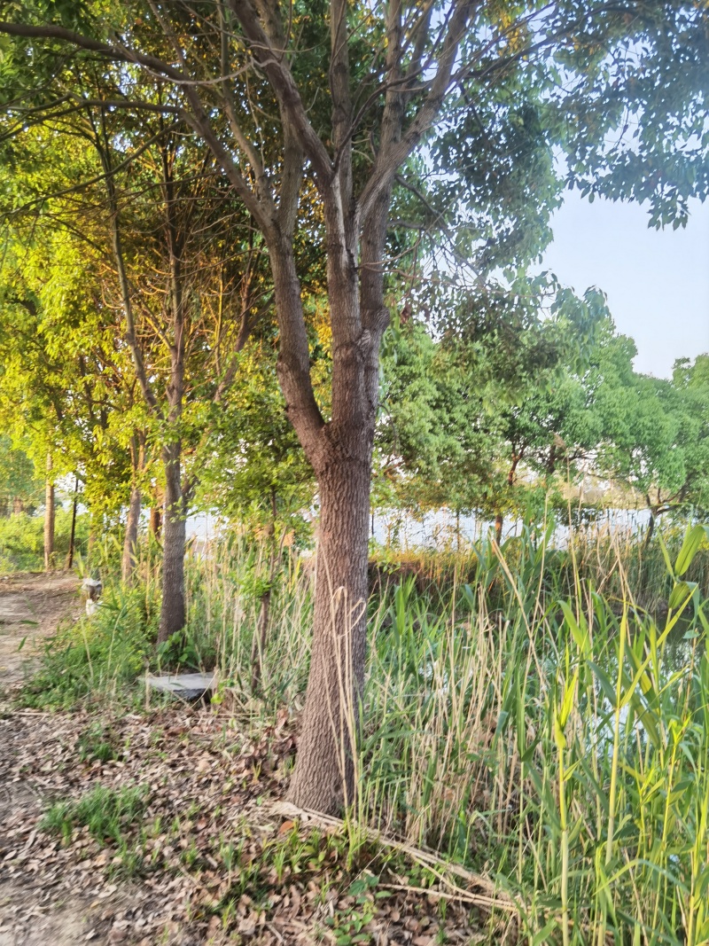 香樟树