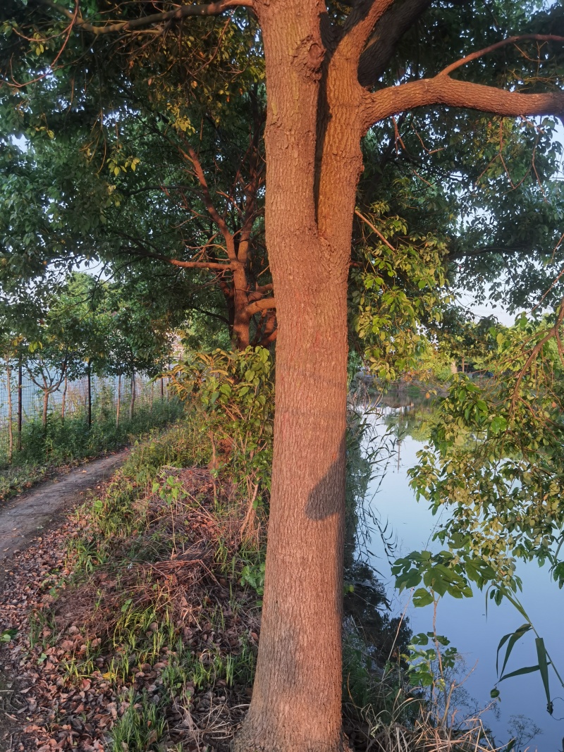 香樟树