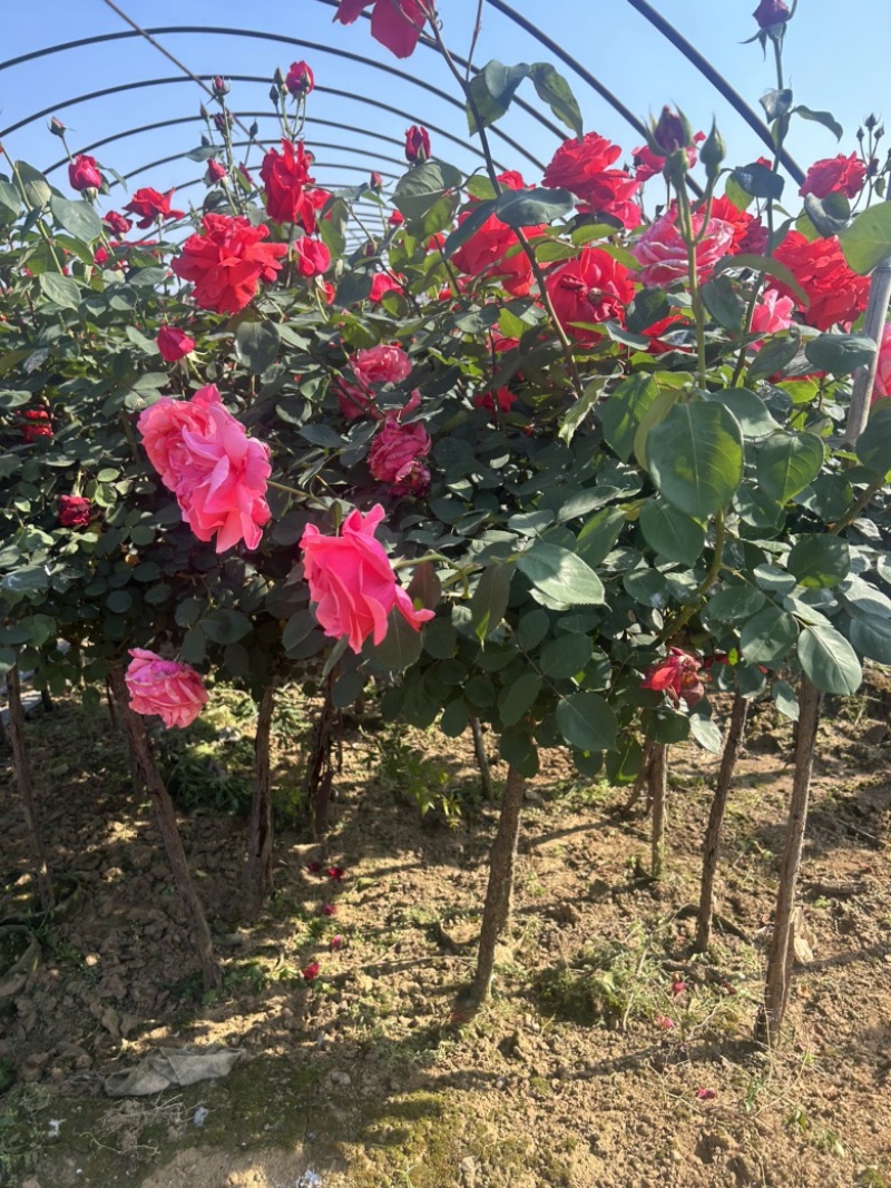 3公分树桩月季杆直冠圆
