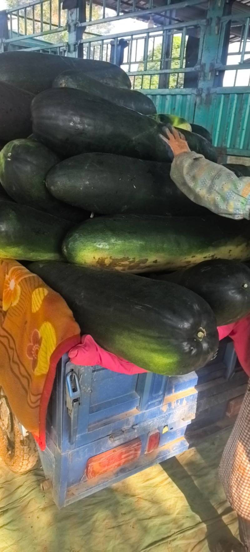 黑皮地冬瓜