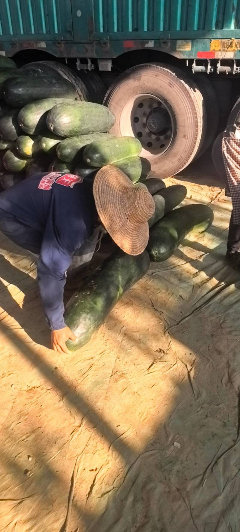黑皮地冬瓜