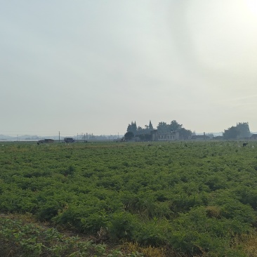 川芎
