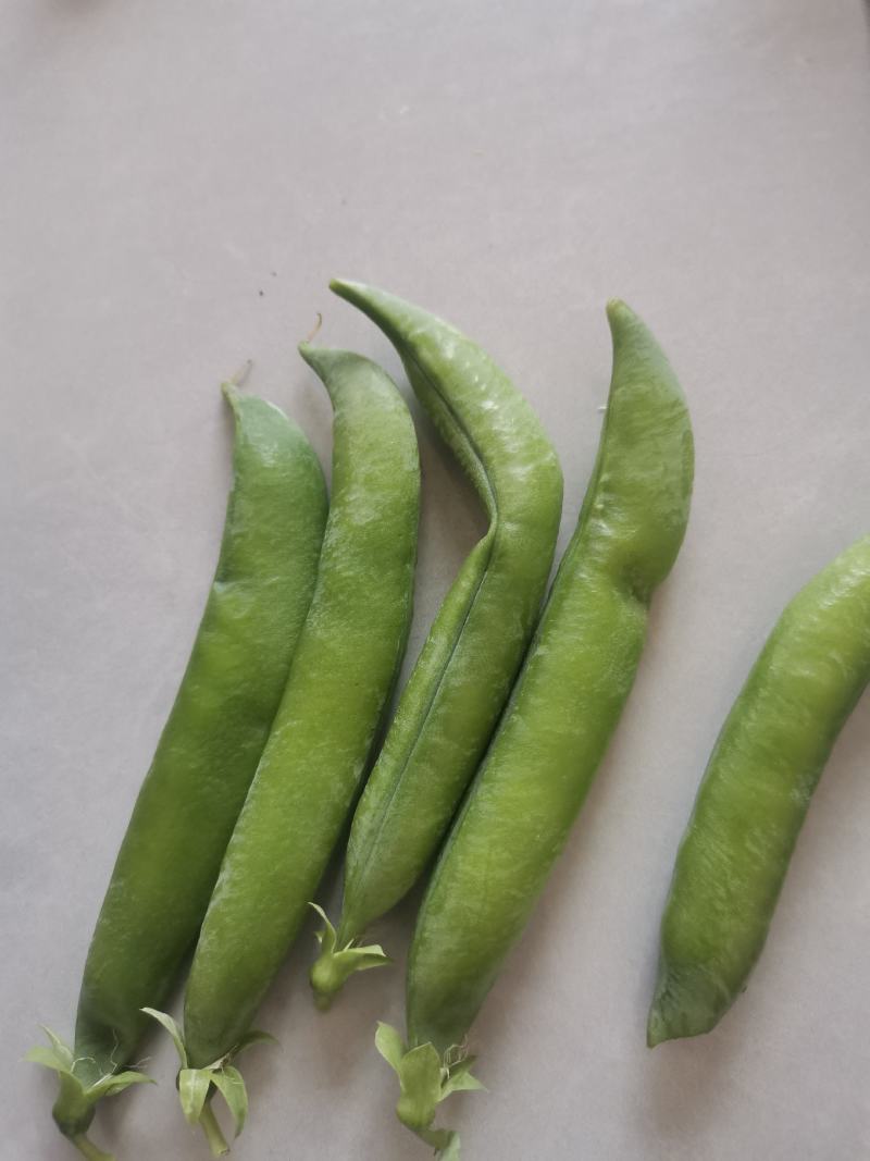 豌豆，长青角，大镰刀湾豌豆