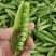 豌豆，长青角，大镰刀湾豌豆