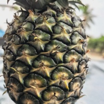 西双版纳无眼菠萝（凤梨）苗量大从优包教包会