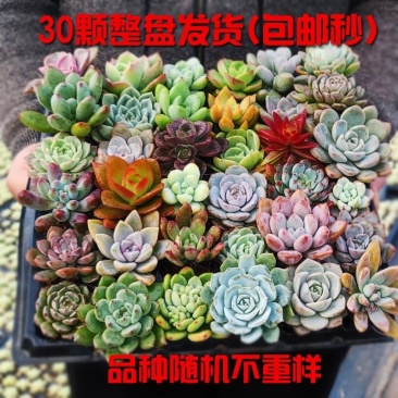【包邮多肉植物】30元30颗30个品种多肉包邮到家