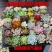 【包邮多肉植物】30元30颗30个品种多肉包邮到家