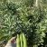 本地蚕豆大量上市