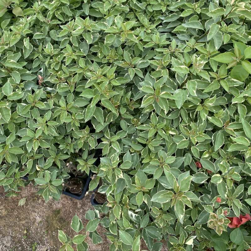 蜡染橙三角梅袋苗基地直发一手货源