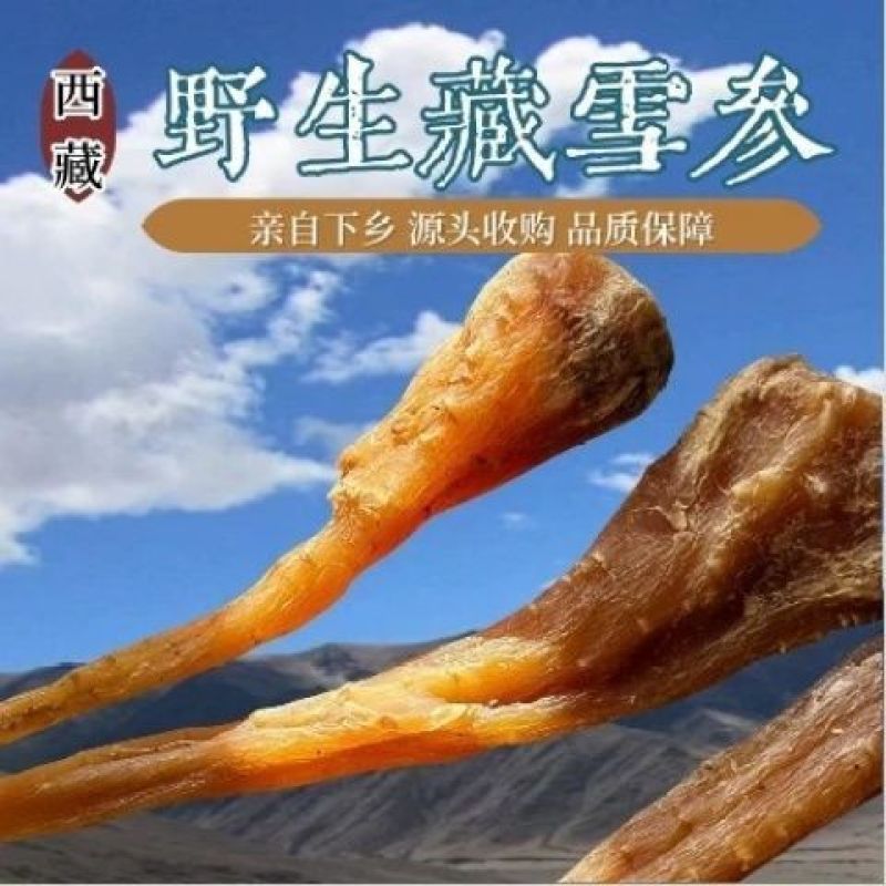 新货天然高海拔野生雪参西藏天然正品藏雪参***