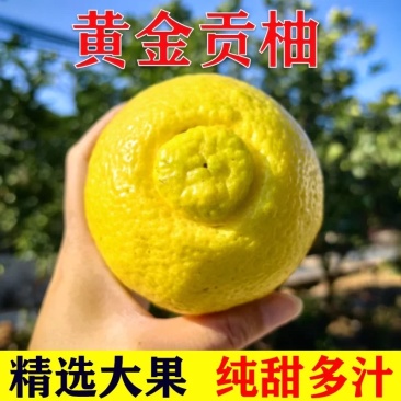 湖南特产黄金贡柚一件代发原产地直发