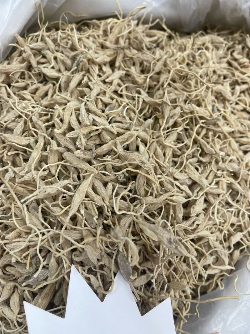 带须麦冬
