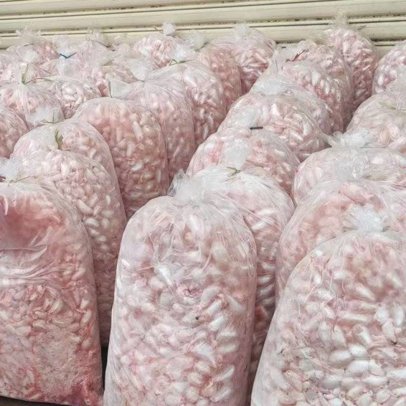 新鲜白鲢鱼泡全国发货量大从优可视频看货