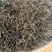 中药材白花蛇舌草白花蛇草可搭配半枝莲铁树叶新货