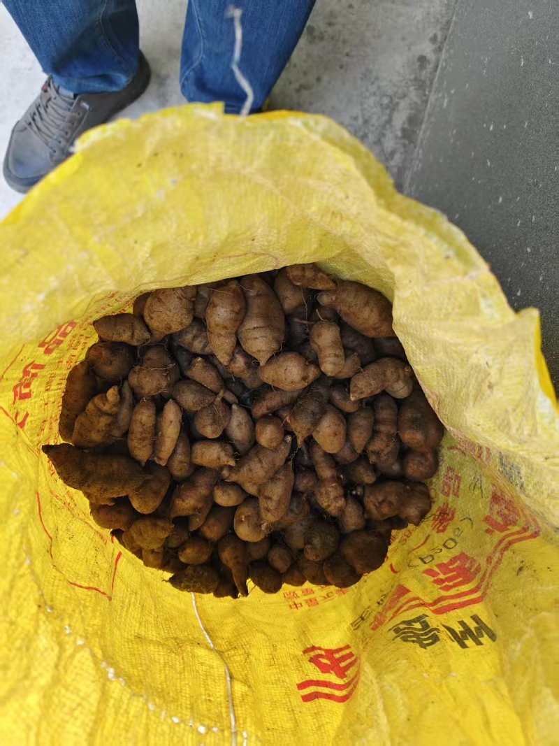 产地直发三叶青新鲜货