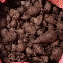 产地直发三叶青新鲜货