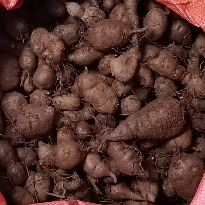产地直发三叶青新鲜货