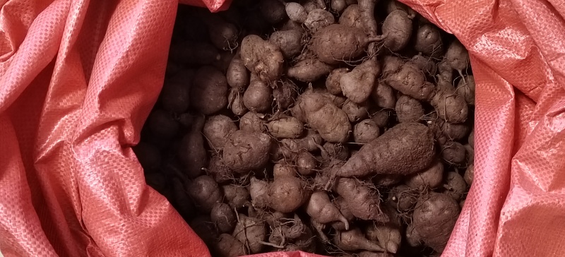 产地直发三叶青新鲜货