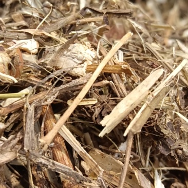 花生秧，精品，质量好，花生秧，花生秧