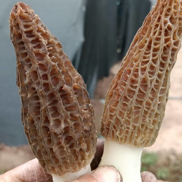 羊肚菌