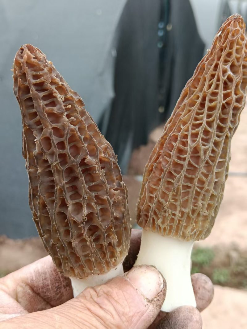 羊肚菌