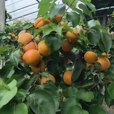金太阳杏，凯特