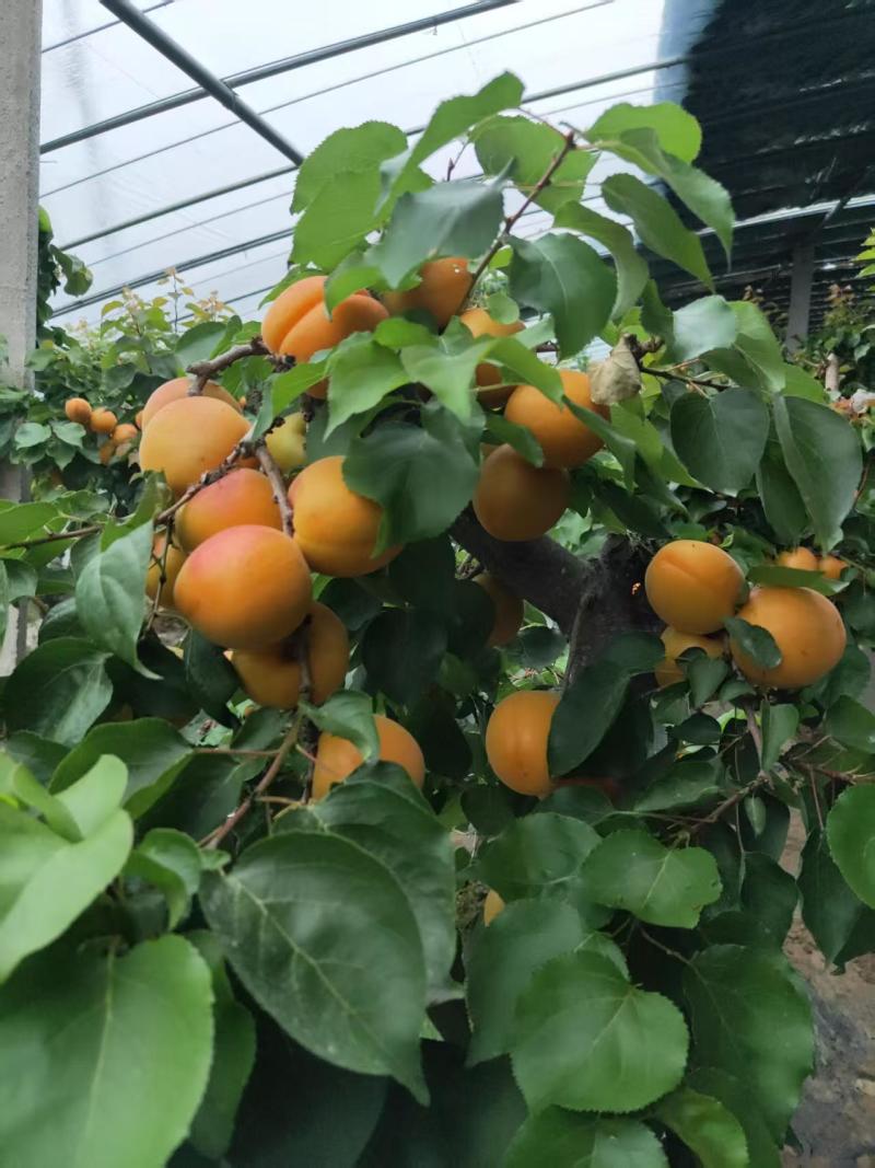 金太阳杏，凯特