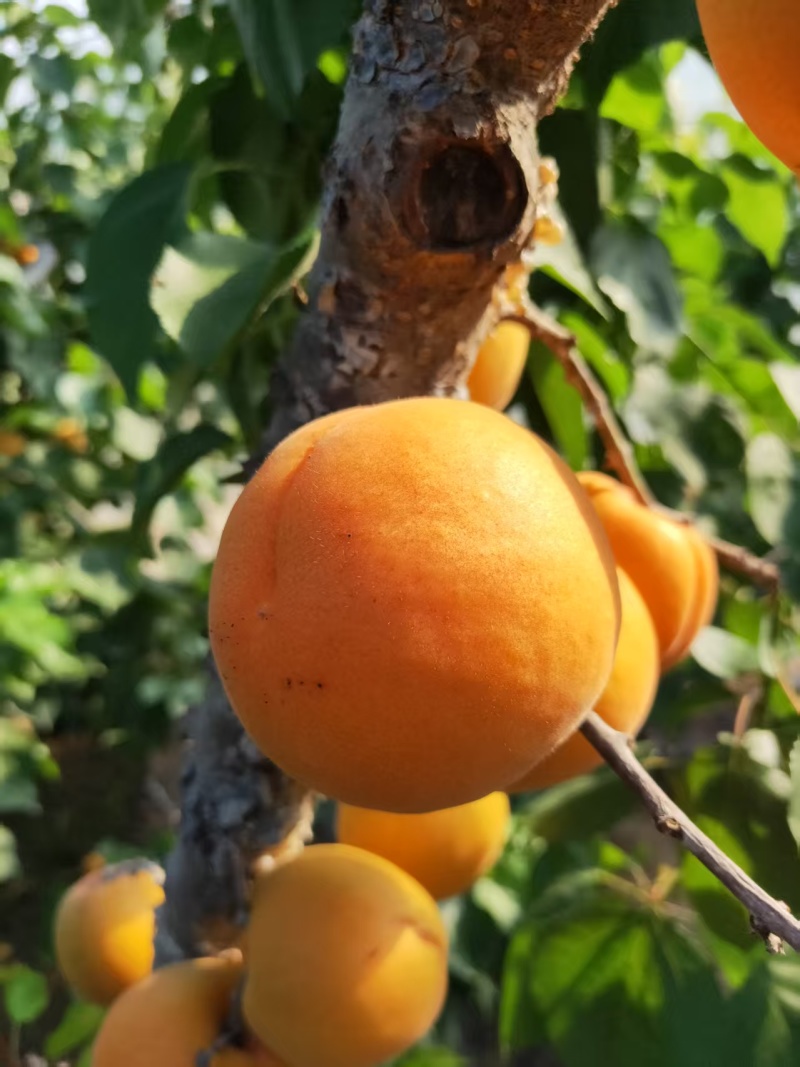 金太阳杏，凯特