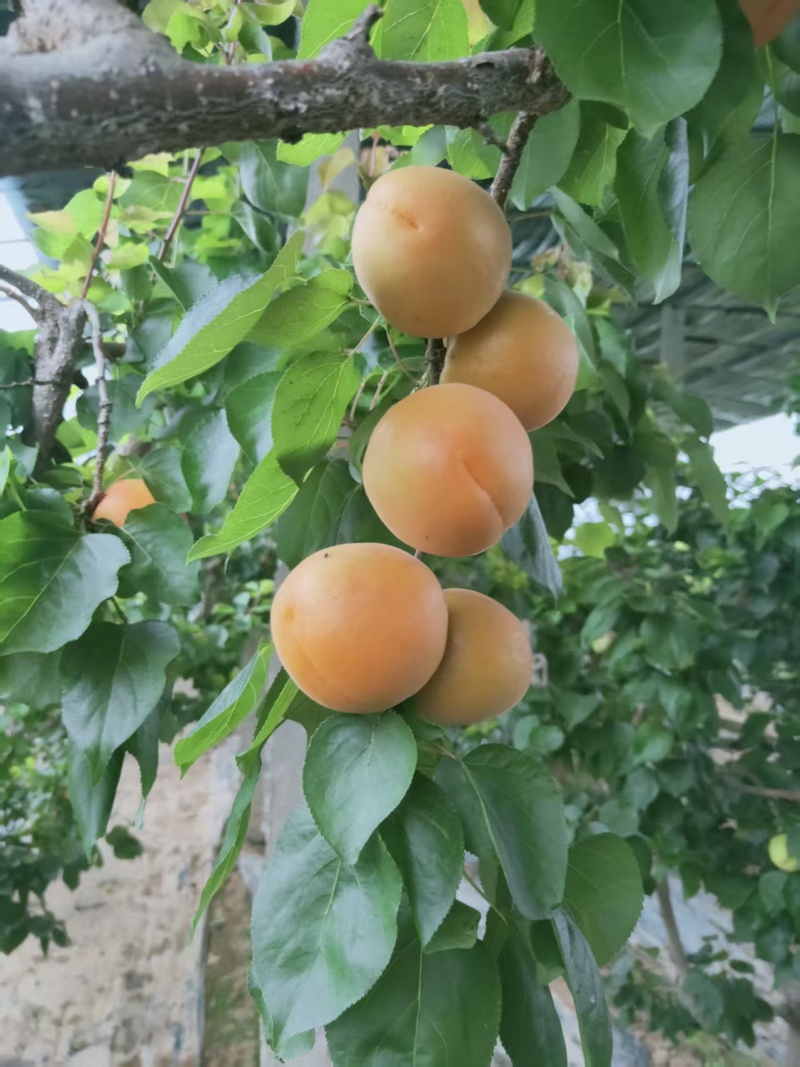 金太阳杏，凯特