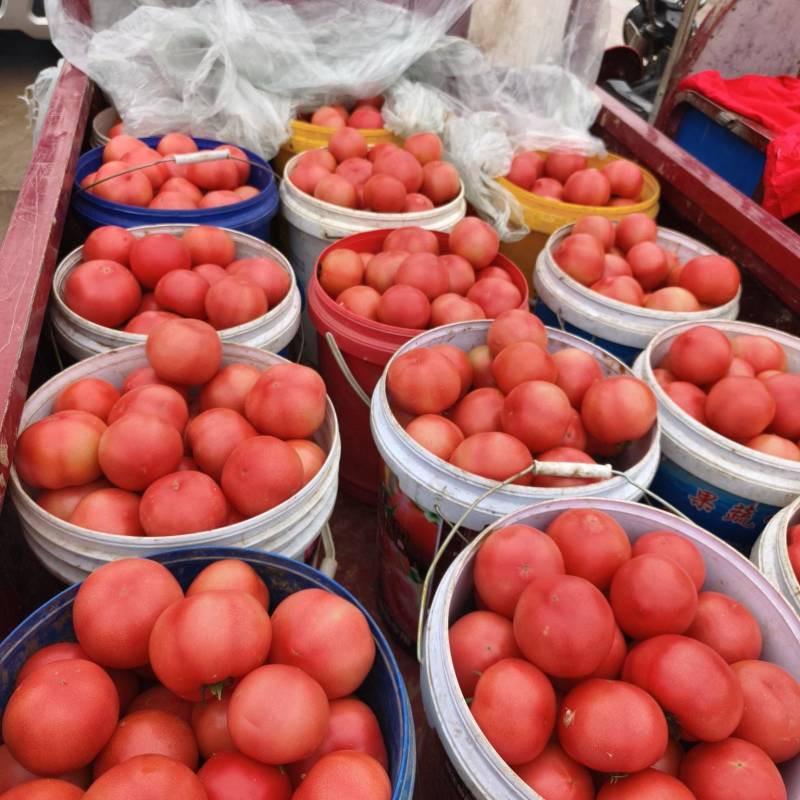 陕西精品西红柿草莓西红柿产地直发量大从优货源充足
