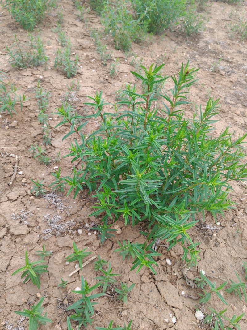 山西一年生黄芩种苗
