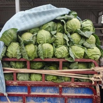 陕西咸阳精品甘蓝圆包菜量大价优价格实惠欢迎联系