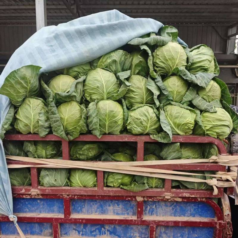 陕西咸阳精品甘蓝圆包菜量大价优价格实惠欢迎联系