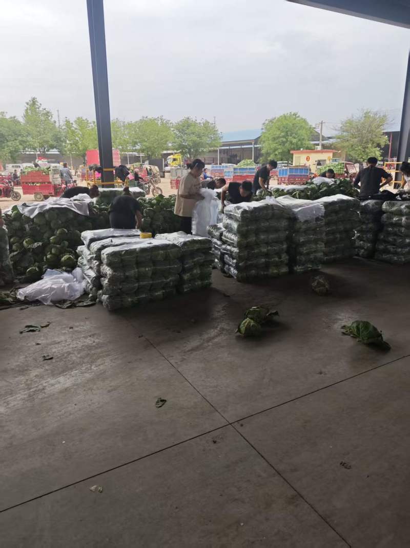 陕西咸阳精品甘蓝圆包菜量大价优价格实惠欢迎联系