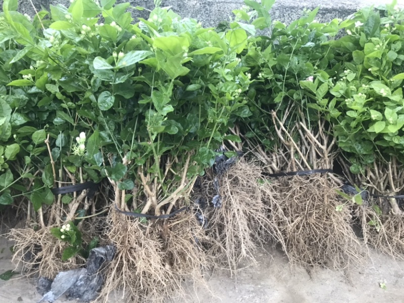 广西横州3年5年茉莉花苗三年苗重瓣双瓣茉莉花
